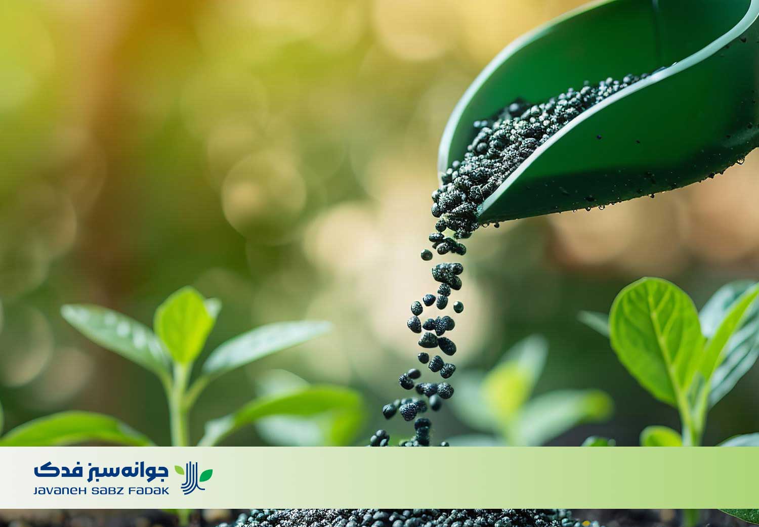 بهترین بذر بادمجان گلخانه ای