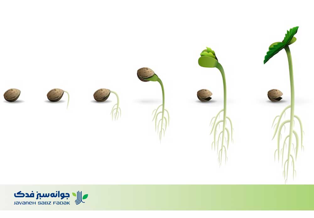 مرکز فروش بذر در اصفهان