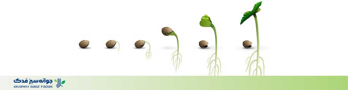 فروش بذر در اصفهان