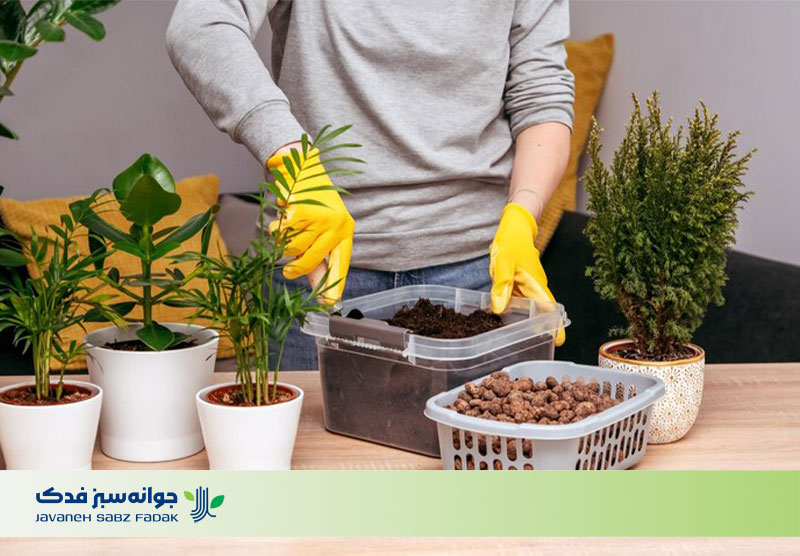بهترین کود خانگی برای رشد گیاهان آپارتمانی