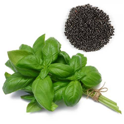 بذر سبزی ریحان سبز