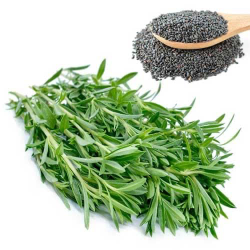 بذر سبزی مرزه