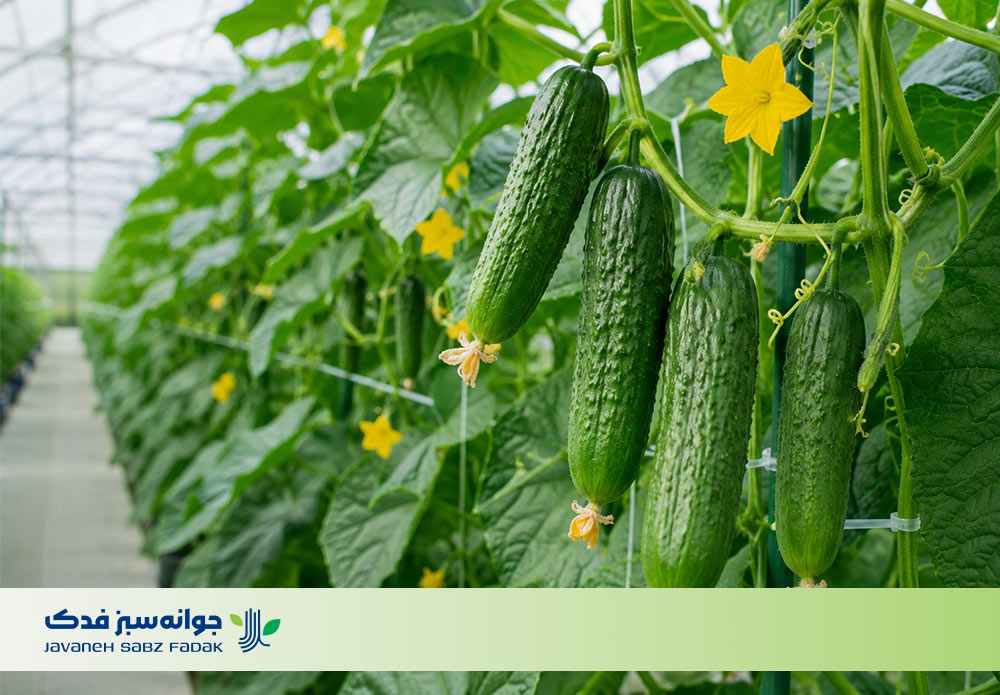 بذر خیار گلخانه ای پربار