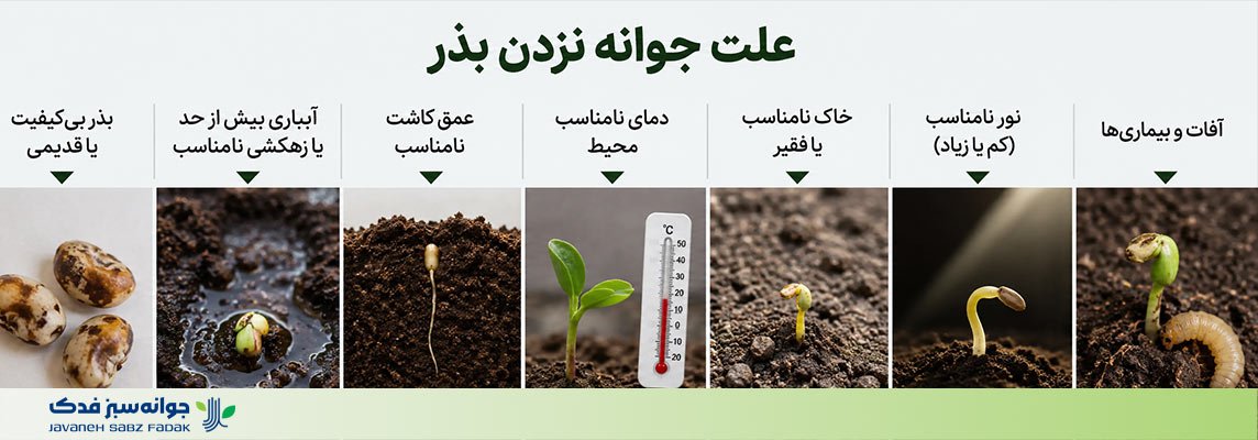 علت جوانه نزدن بذر