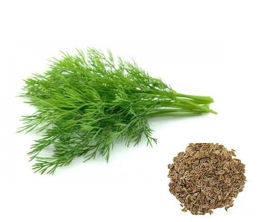 بذر سبزی شوید