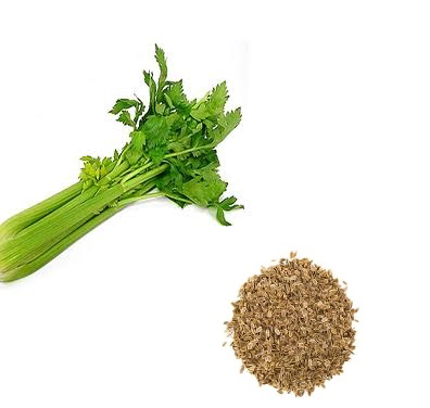 بذر سبزی کرفس