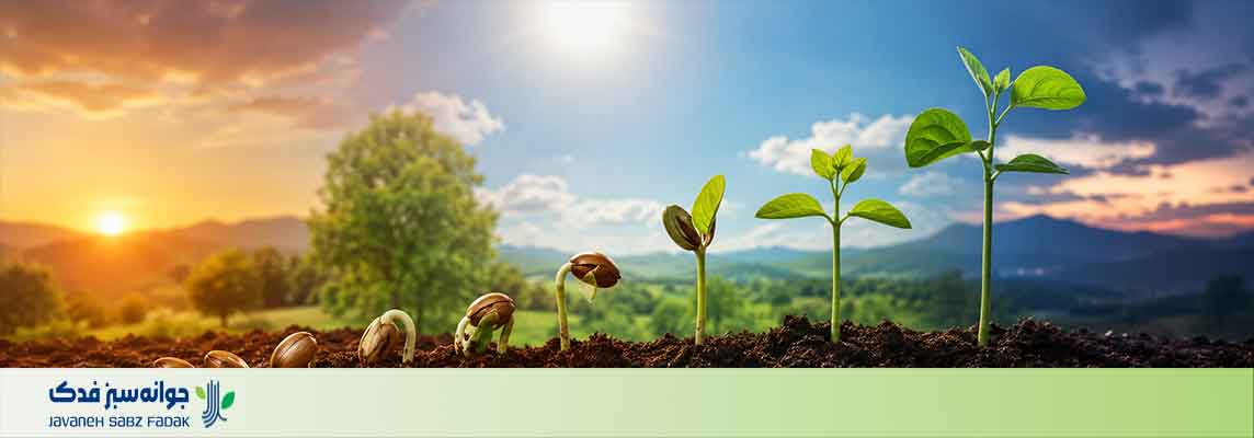 بهترین زمان برای کاشت بذر