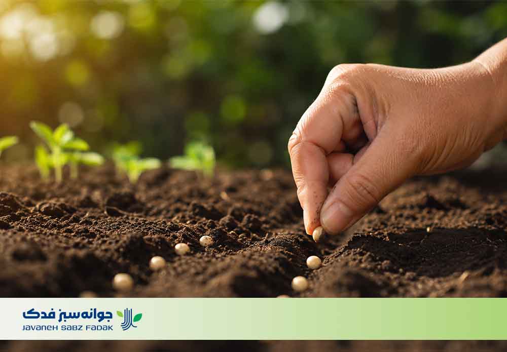 بهترین زمان برای کاشت بذر