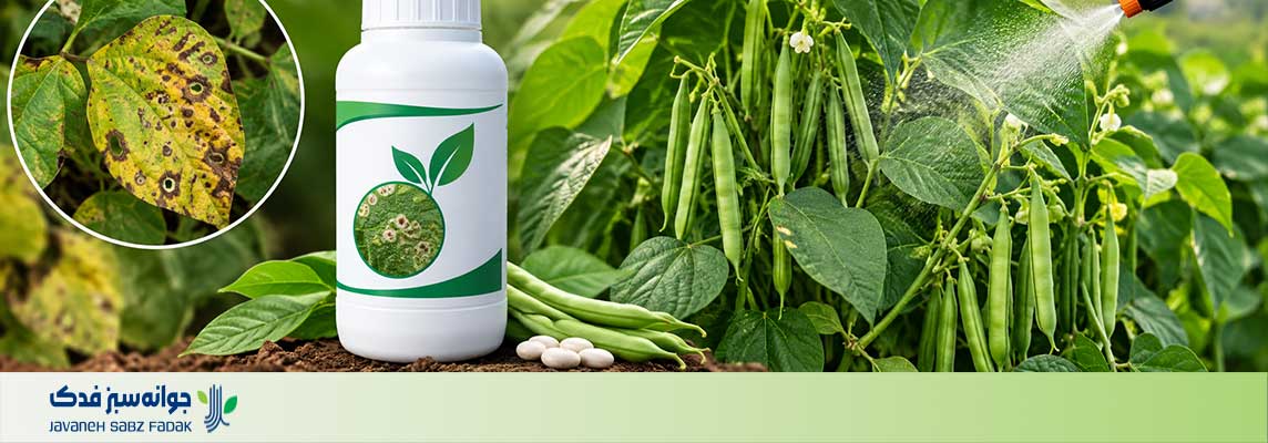 تهیه سم قارچ کش لوبیا