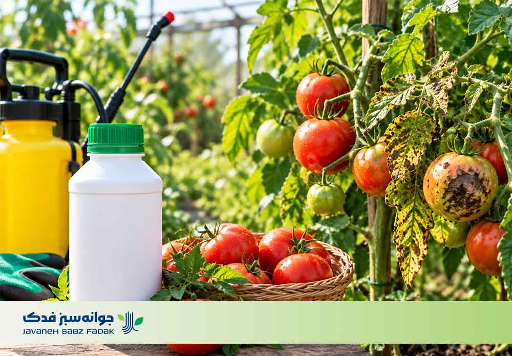خرید سم قارچ کش برای گوجه