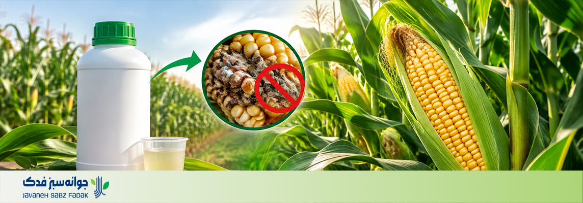تهیه سم قارچ کش ذرت